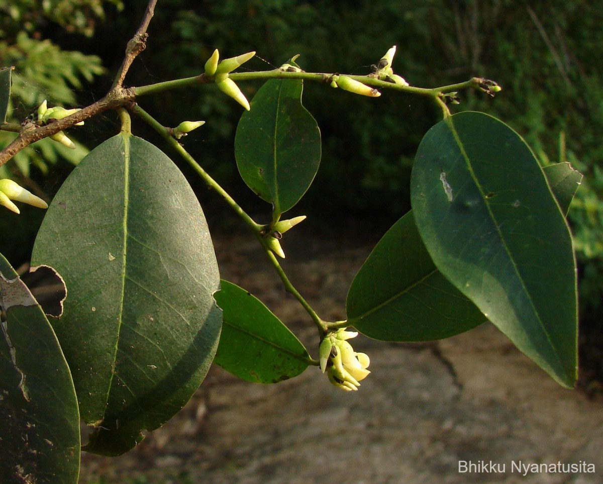 Diospyros oocarpa Thwaites